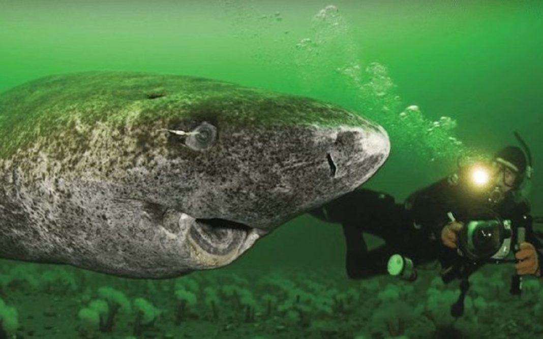 Cientistas descobrem um tubarão vivo com mais de 500 anos de idade