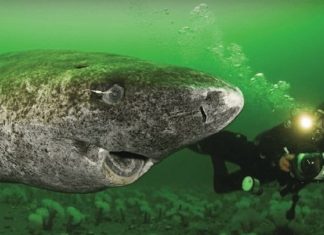 Cientistas descobrem um tubarão vivo com mais de 500 anos de idade