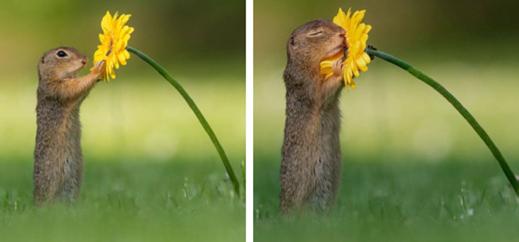 Fotógrafo captura momentos preciosos do que acontece na natureza quando ninguém está por perto (30 fotos)