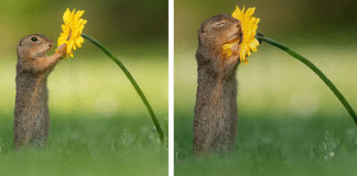 Fotógrafo captura momentos preciosos do que acontece na natureza quando ninguém está por perto (30 fotos)