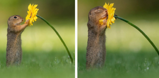 Fotógrafo captura momentos preciosos do que acontece na natureza quando ninguém está por perto (30 fotos)