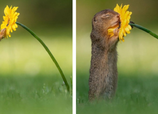 Fotógrafo captura momentos preciosos do que acontece na natureza quando ninguém está por perto (30 fotos)