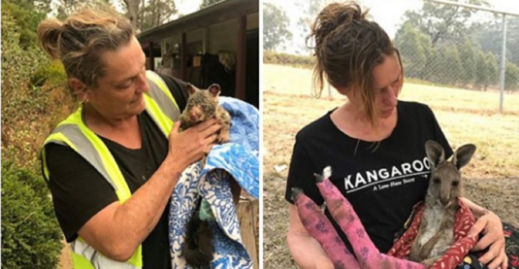 Voluntários na Austrália arriscam suas vidas pelos animais.