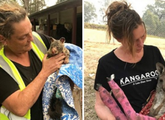 Voluntários na Austrália arriscam suas vidas pelos animais.