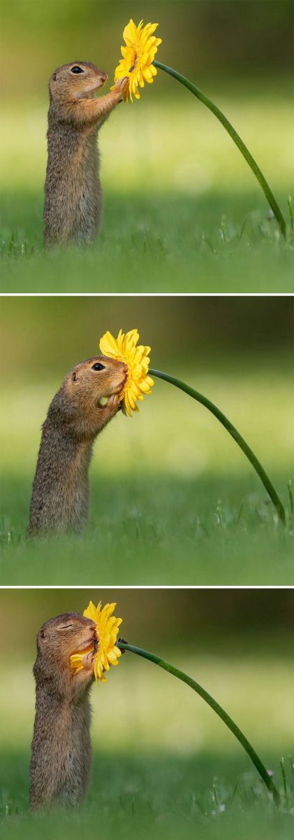 sensivel-mente.com - Fotógrafo captura momentos preciosos do que acontece na natureza quando ninguém está por perto (30 fotos)