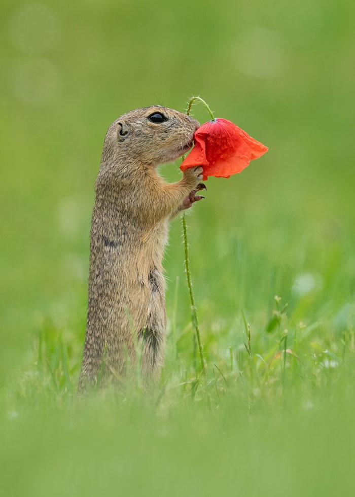 sensivel-mente.com - Fotógrafo captura momentos preciosos do que acontece na natureza quando ninguém está por perto (30 fotos)