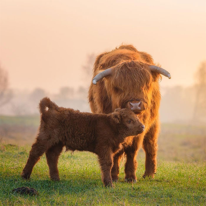 sensivel-mente.com - Fotógrafo captura momentos preciosos do que acontece na natureza quando ninguém está por perto (30 fotos)