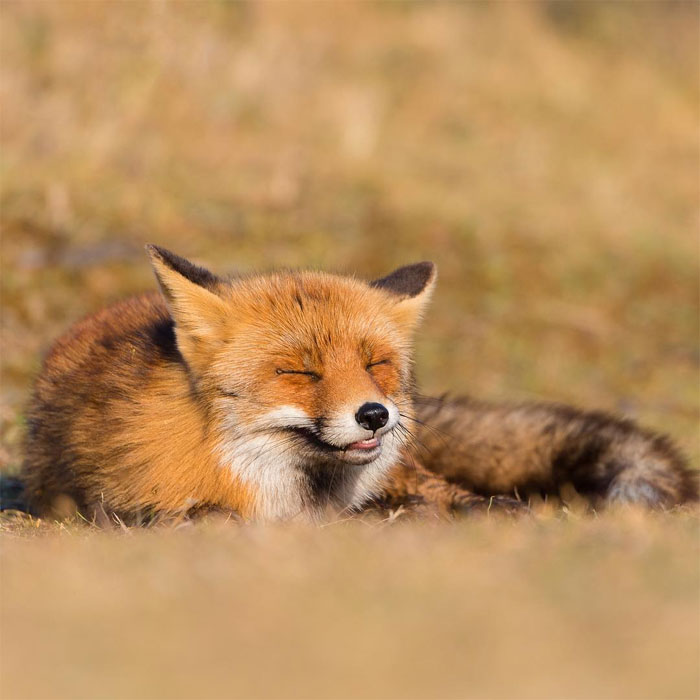 sensivel-mente.com - Fotógrafo captura momentos preciosos do que acontece na natureza quando ninguém está por perto (30 fotos)