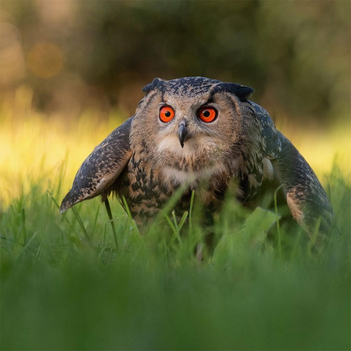 sensivel-mente.com - Fotógrafo captura momentos preciosos do que acontece na natureza quando ninguém está por perto (30 fotos)