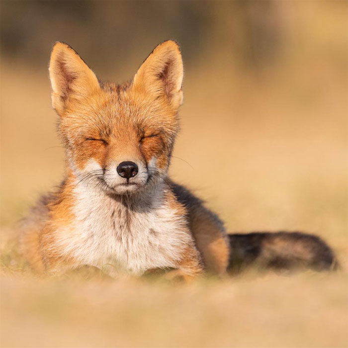 sensivel-mente.com - Fotógrafo captura momentos preciosos do que acontece na natureza quando ninguém está por perto (30 fotos)