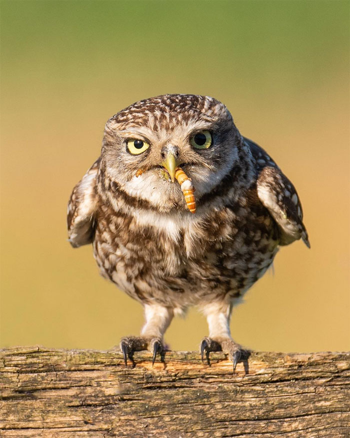 sensivel-mente.com - Fotógrafo captura momentos preciosos do que acontece na natureza quando ninguém está por perto (30 fotos)