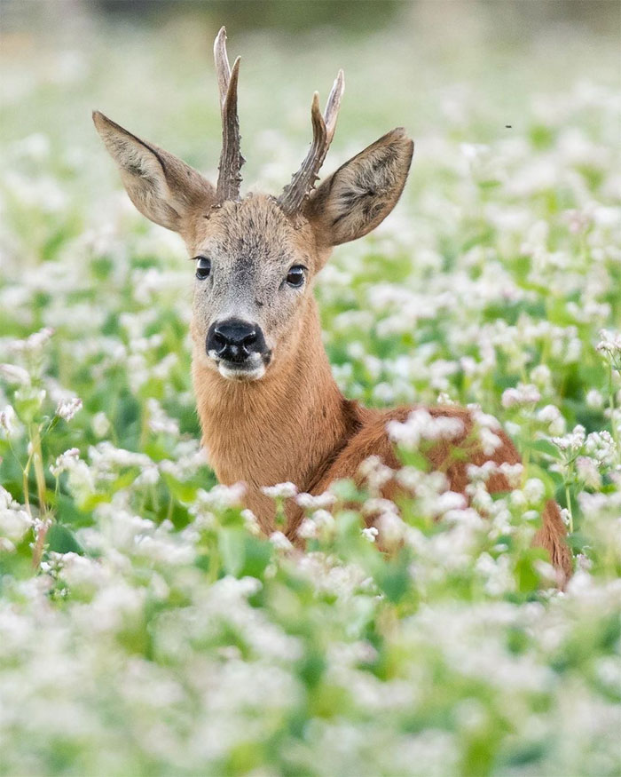 sensivel-mente.com - Fotógrafo captura momentos preciosos do que acontece na natureza quando ninguém está por perto (30 fotos)