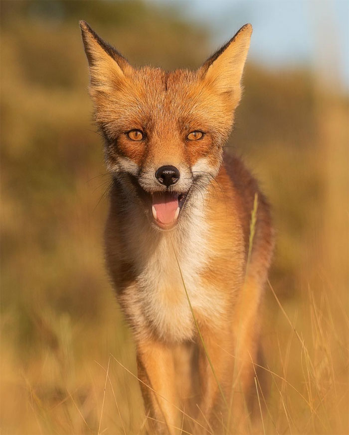 sensivel-mente.com - Fotógrafo captura momentos preciosos do que acontece na natureza quando ninguém está por perto (30 fotos)