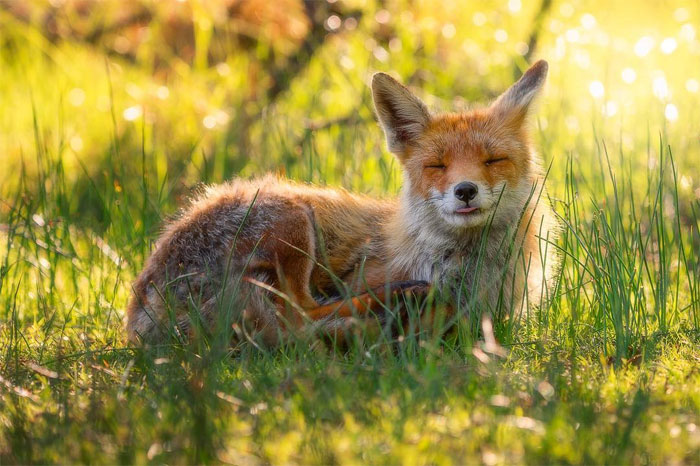 sensivel-mente.com - Fotógrafo captura momentos preciosos do que acontece na natureza quando ninguém está por perto (30 fotos)