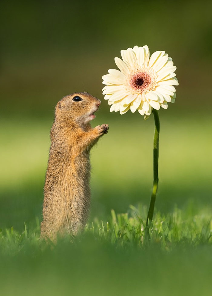 sensivel-mente.com - Fotógrafo captura momentos preciosos do que acontece na natureza quando ninguém está por perto (30 fotos)