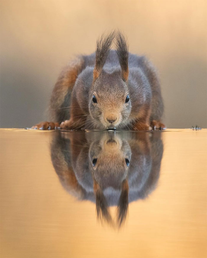 sensivel-mente.com - Fotógrafo captura momentos preciosos do que acontece na natureza quando ninguém está por perto (30 fotos)