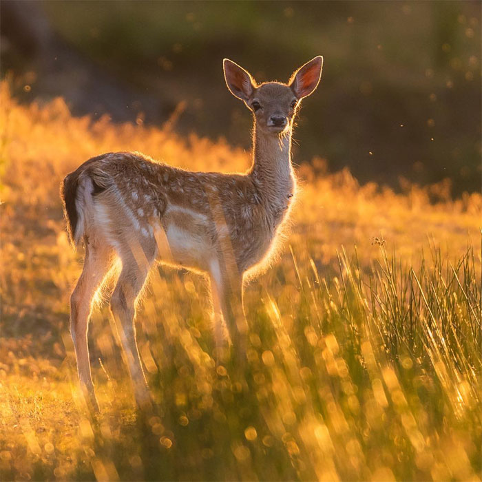 sensivel-mente.com - Fotógrafo captura momentos preciosos do que acontece na natureza quando ninguém está por perto (30 fotos)