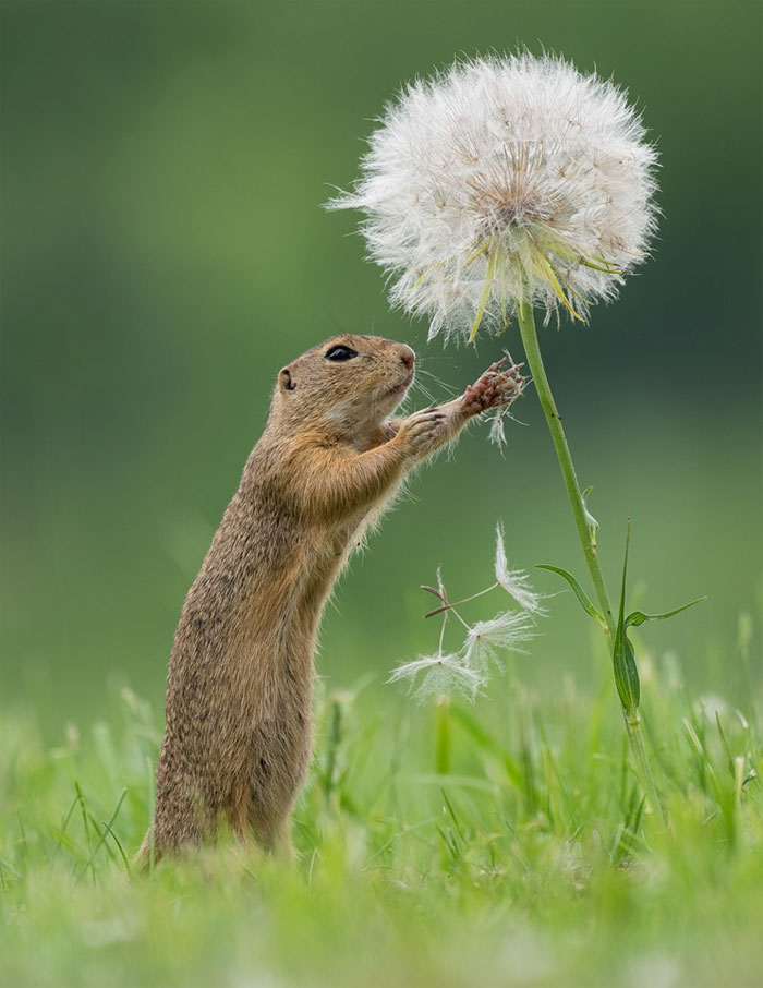 sensivel-mente.com - Fotógrafo captura momentos preciosos do que acontece na natureza quando ninguém está por perto (30 fotos)