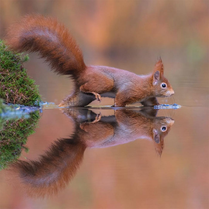 sensivel-mente.com - Fotógrafo captura momentos preciosos do que acontece na natureza quando ninguém está por perto (30 fotos)