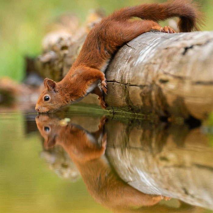 sensivel-mente.com - Fotógrafo captura momentos preciosos do que acontece na natureza quando ninguém está por perto (30 fotos)