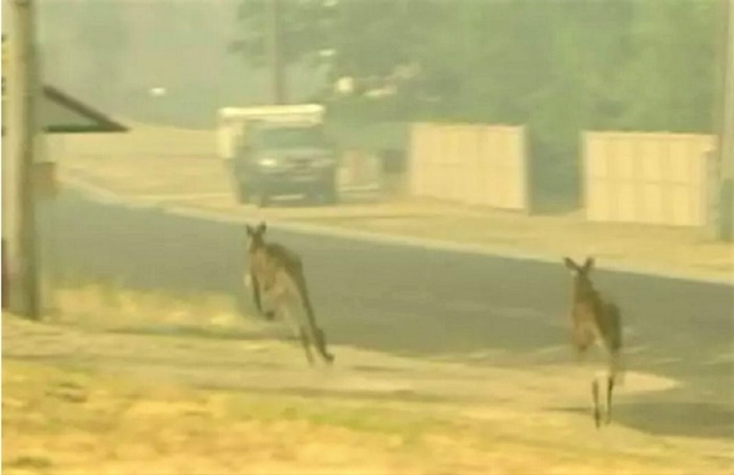 Não apenas coalas, os incêndios na Austrália mataram mais de 500 milhões de animais desde setembro