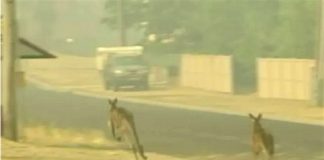 Não apenas coalas, os incêndios na Austrália mataram mais de 500 milhões de animais desde setembro