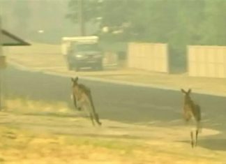 Não apenas coalas, os incêndios na Austrália mataram mais de 500 milhões de animais desde setembro