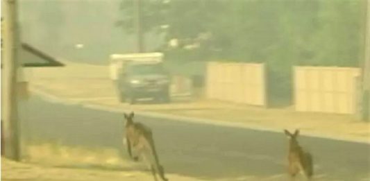 Não apenas coalas, os incêndios na Austrália mataram mais de 500 milhões de animais desde setembro