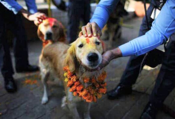 sensivel-mente.com - Nepal promove festival anual onde agradece aos cães por serem NOSSOS AMIGOS