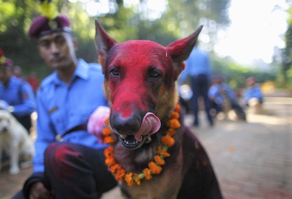 sensivel-mente.com - Nepal promove festival anual onde agradece aos cães por serem NOSSOS AMIGOS