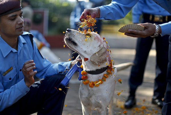 sensivel-mente.com - Nepal promove festival anual onde agradece aos cães por serem NOSSOS AMIGOS