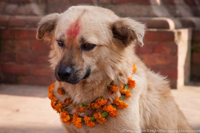 sensivel-mente.com - Nepal promove festival anual onde agradece aos cães por serem NOSSOS AMIGOS