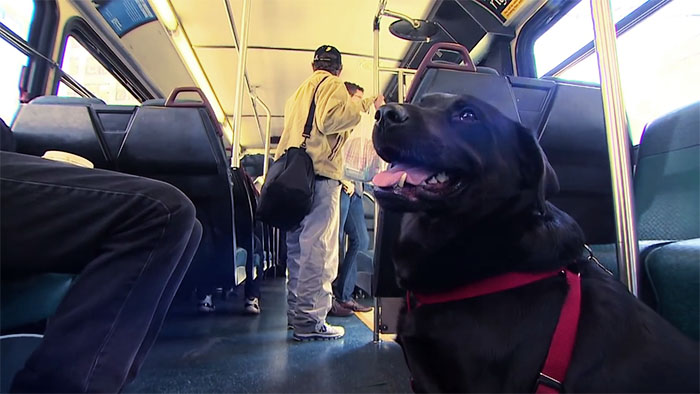 sensivel-mente.com - Cachorra pega ônibus sozinha todos os dias para ir ao parque!