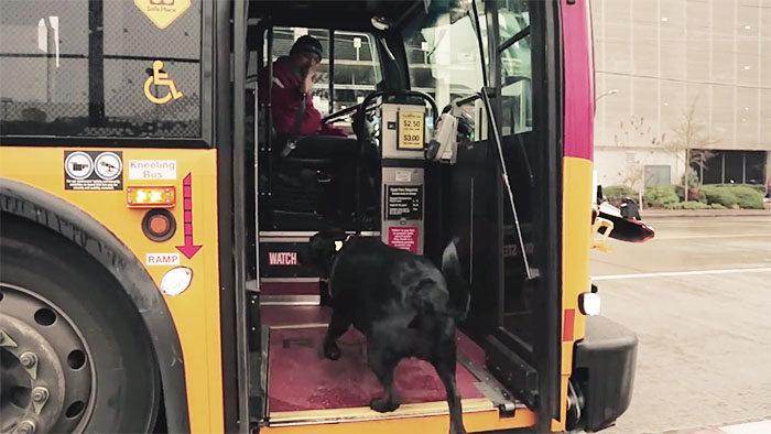 sensivel-mente.com - Cachorra pega ônibus sozinha todos os dias para ir ao parque!