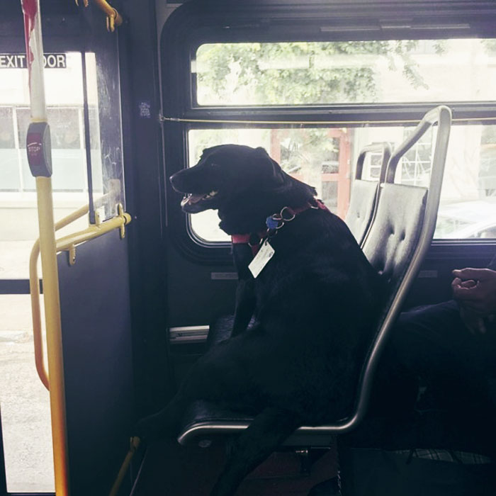 sensivel-mente.com - Cachorra pega ônibus sozinha todos os dias para ir ao parque!