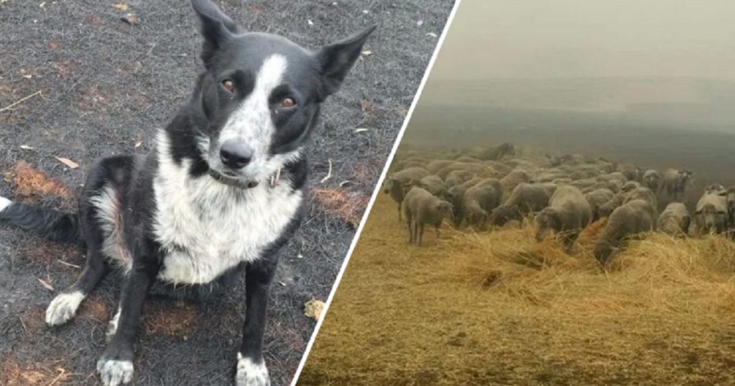 Border Collie salvou rebanho de ovelhas da parede de fogo na Austrália