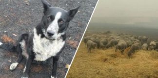 Border Collie salvou rebanho de ovelhas da parede de fogo na Austrália