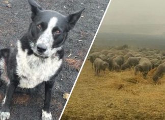 Border Collie salvou rebanho de ovelhas da parede de fogo na Austrália