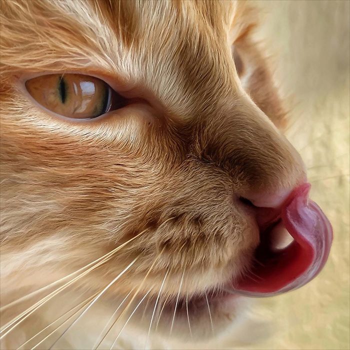 sensivel-mente.com - Italiana registra a vida preguiçosa de seu gato e as fotos são muito fofas