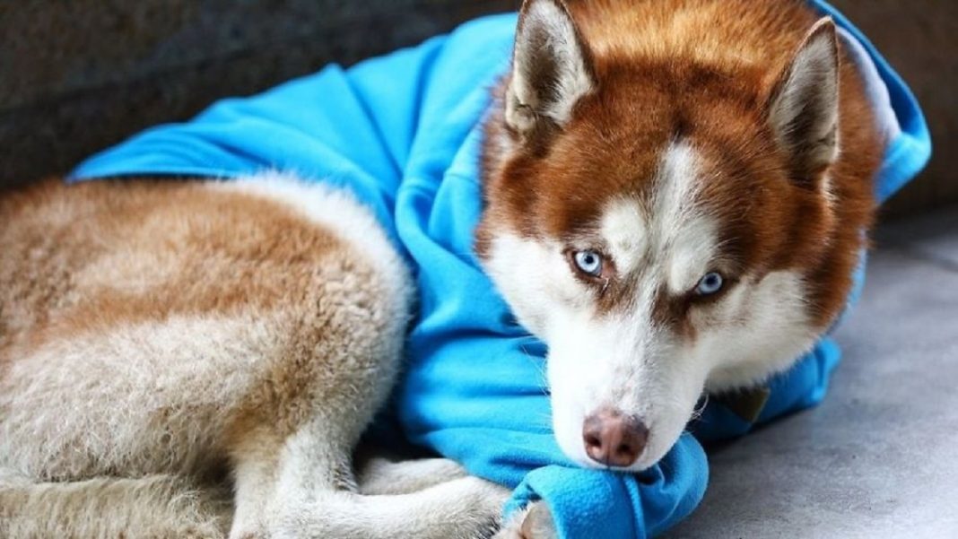 As pessoas pensam que este cachorro foi abandonado, mas ele espera que sua dono saia do trabalho todos os dias