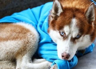 As pessoas pensam que este cachorro foi abandonado, mas ele espera que sua dono saia do trabalho todos os dias