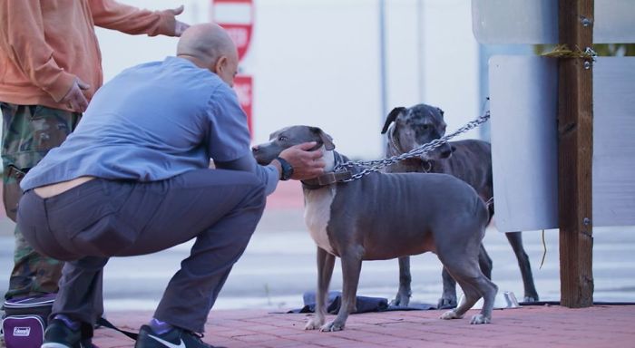 sensivel-mente.com - Conheça o veterinário que anda pela Califórnia e trata os animais de rua gratuitamente