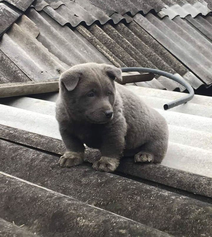 sensivel-mente.com - As pessoas estão dizendo que este filhote é uma mistura entre um gato e um cachorro e que tem as expressões muito engraçadas