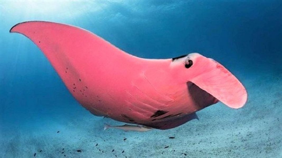 “Única arraia manta rosa do mundo” foi vista na Austrália