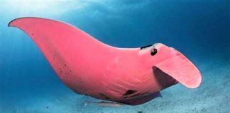 “Única arraia manta rosa do mundo” foi vista na Austrália