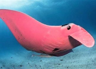 “Única arraia manta rosa do mundo” foi vista na Austrália