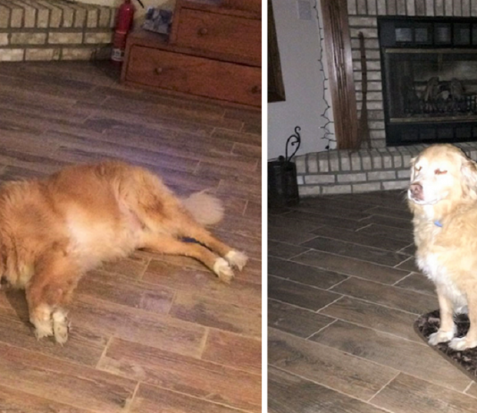 Mulher acidentalmente pede cama de cachorro minúscula, cão finge que está tudo bem