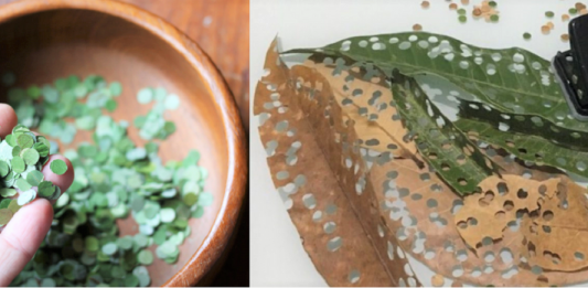 Carnaval sustentável: Abuse na criação de confete ecológico com folhas de árvores