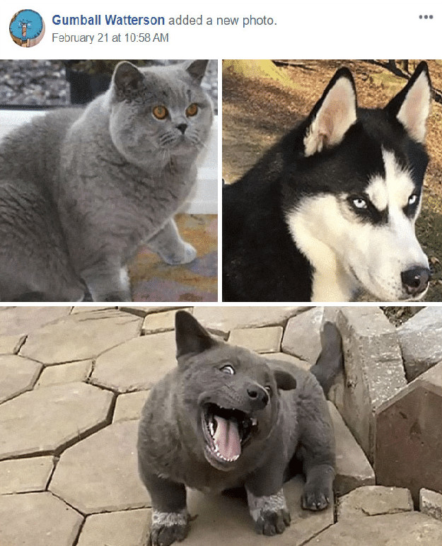 sensivel-mente.com - As pessoas est&atilde;o dizendo que este filhote &eacute; uma mistura entre um gato e um cachorro e que tem as express&otilde;es muito engra&ccedil;adas