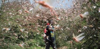 Infestação de gafanhotos na África é a pior invasão em 70 anos, conforme ONU